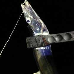 タチウオは釣れるが…